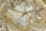 Colorful Petrified Wood (Araucaria) Round - Madagascar #325152-1